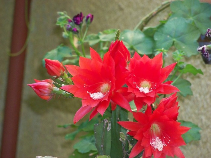 100_7584 - Flori 2011