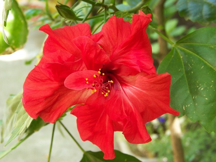 100_7602 - Flori 2011