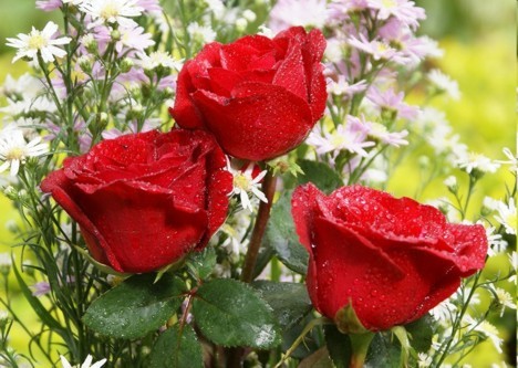 Trandafiri Rosii - xx 004 Diverse poze