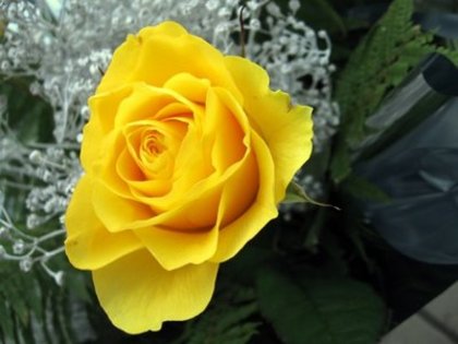 Trandafir galben - xx 004 Diverse poze