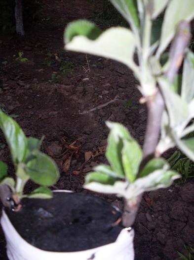 Picture1 068 - gradina mea 2011