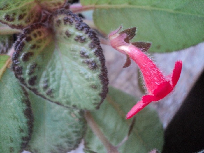 DSC01378 - 2011_Episcia