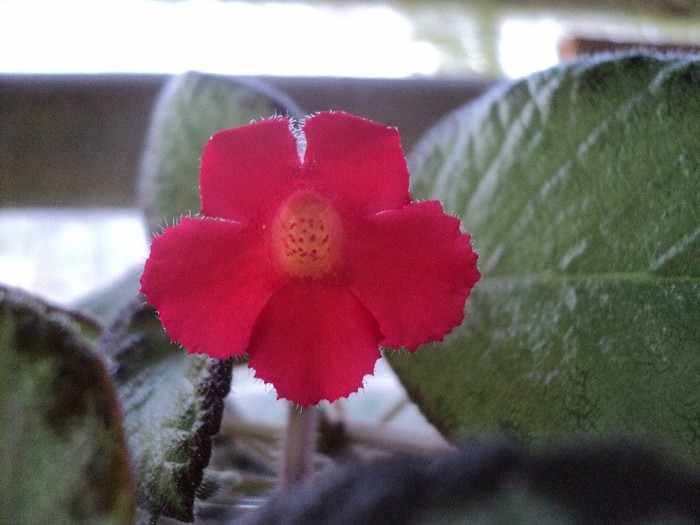 DSC01383 - 2011_Episcia