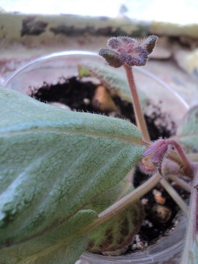 DSC01392 - 2011_Episcia