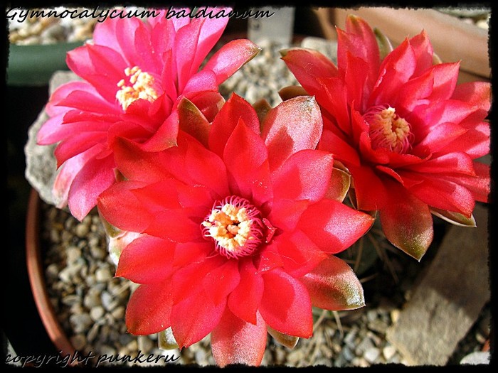  - CACTI IN FLOWER