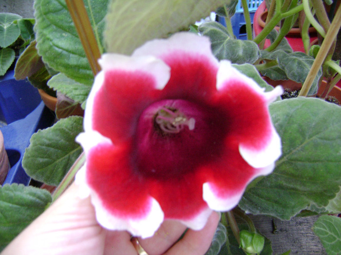 DSC06303 - florile mele