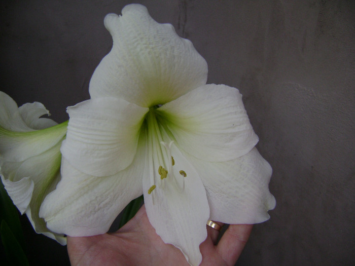 DSC06314 - florile mele