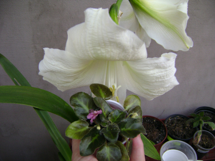 DSC06300 - florile mele