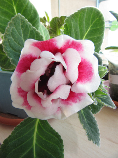 IMG_5847 - gloxinia 2011