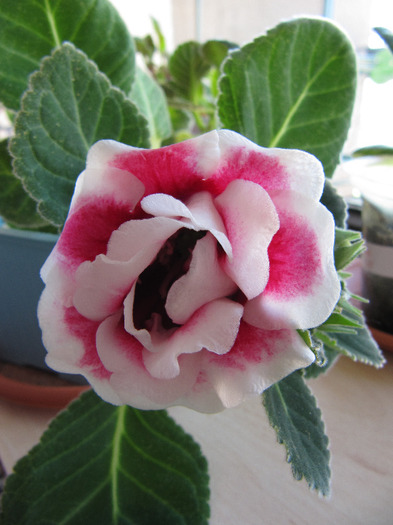 IMG_5848 - gloxinia 2011