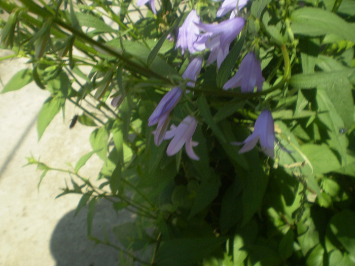 P6010063; campanula
