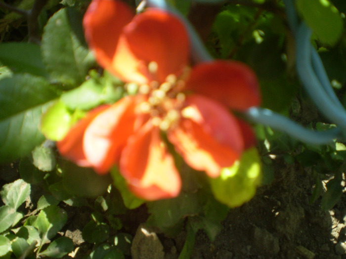 P6010064; o floare intarziata de gutui japonez
