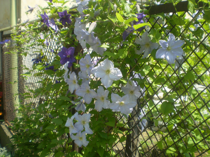 P6010065; clematis
