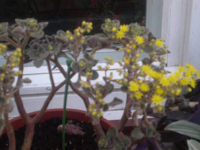 P6060089; aichryson cu flori
