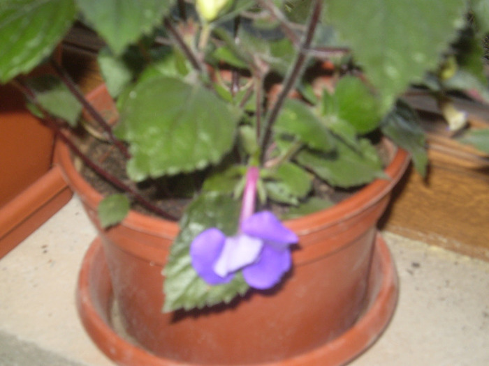 P6060090; achimenes-prima floare
