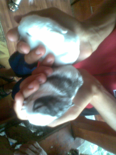 Imag003; noii puiuti
