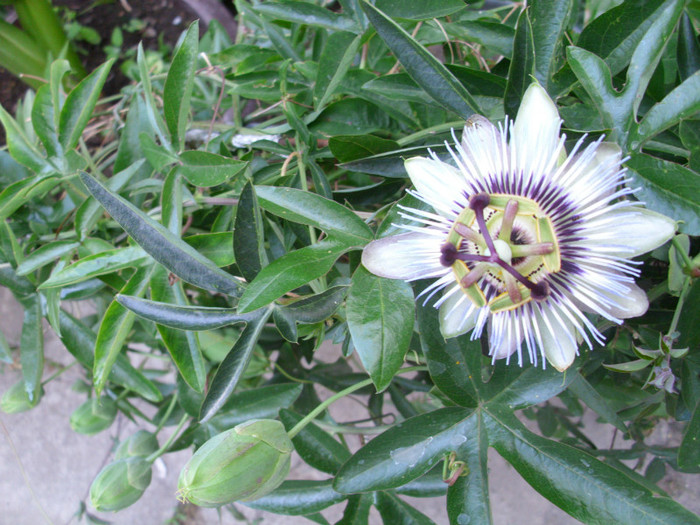 2011 - PASSIFLORA