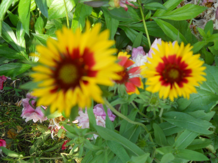 gaillardia