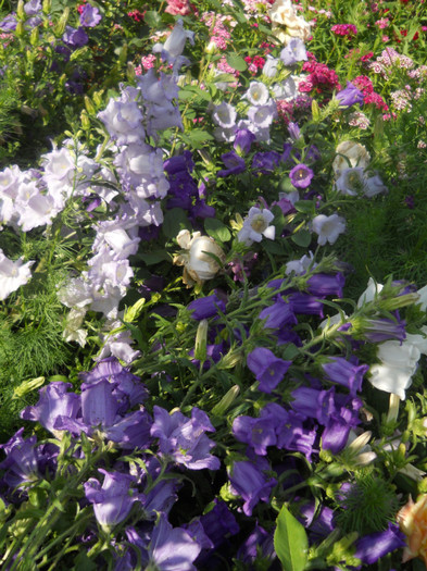 campanula