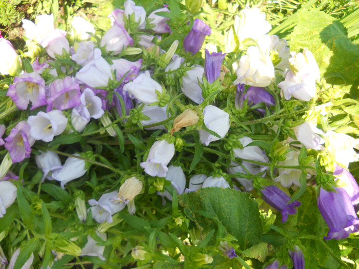 campanula