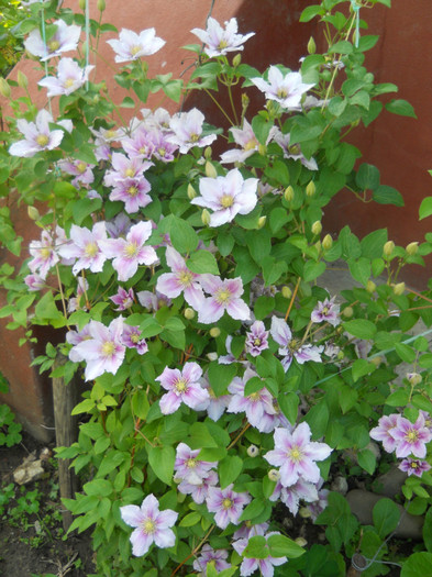 clematita