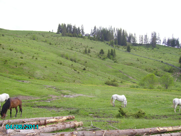 Pe deal stana din Rachitis - Stana noastra de vaci si oi 2010