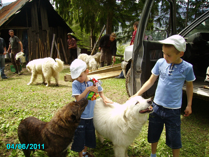 Copii mei se joaca cu caini - Stana noastra de vaci si oi 2010