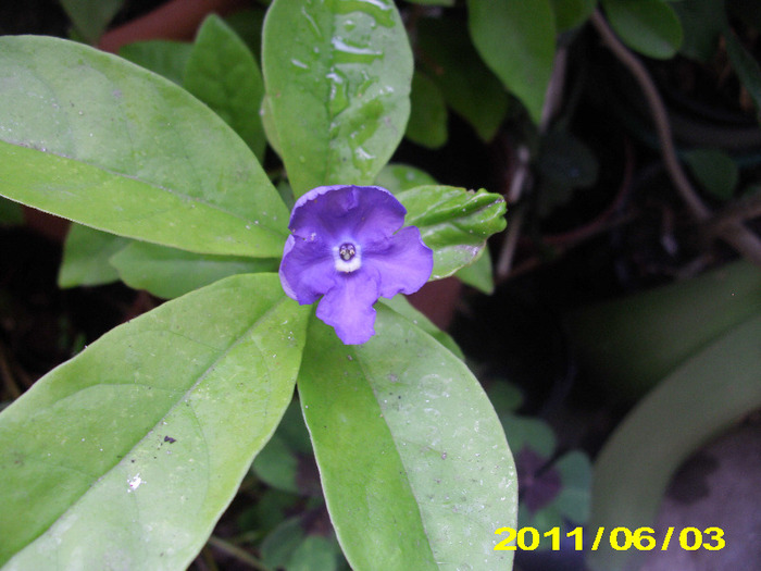 brungfelsia - flori
