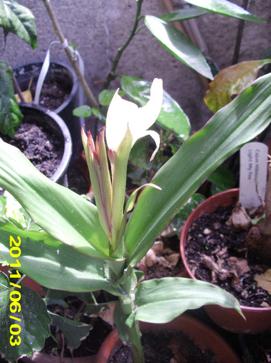 Picture 007 - flori