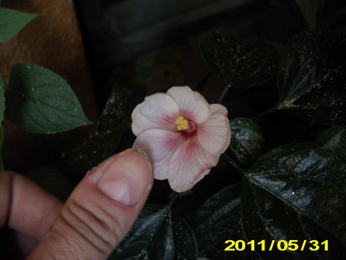 hibiscus - flori