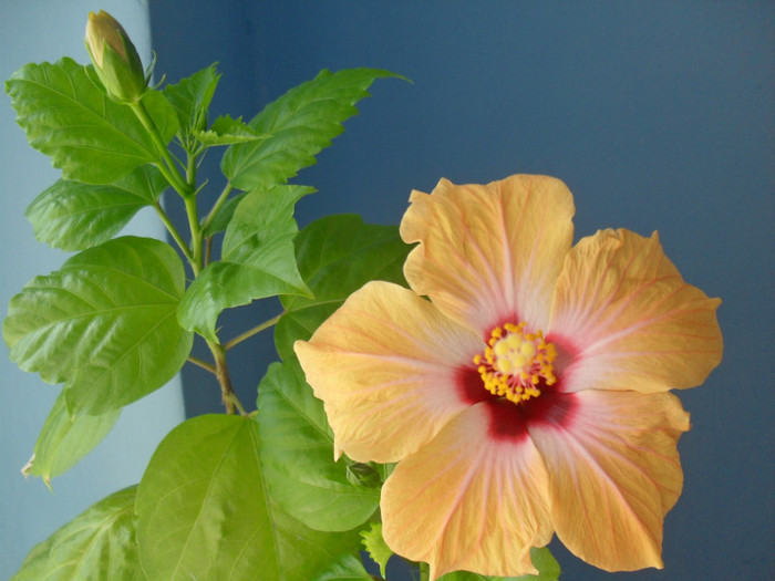 SDC14845 - HIBISCUS-2010-2011