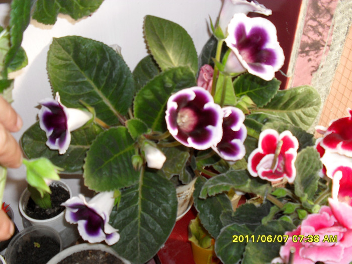 Flori-07 06 2011 005 - Flori 2011