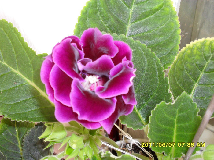 Flori-07 06 2011 004