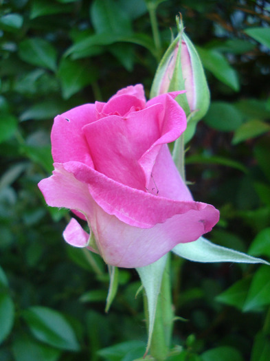 Rose Pink Peace (2011, June 07) - Rose Pink Peace