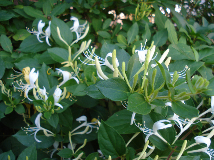 Japanese Honeysuckle (2011, June 07) - LONICERA Japonica