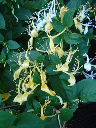 Japanese Honeysuckle (2011, June 07) - LONICERA Japonica