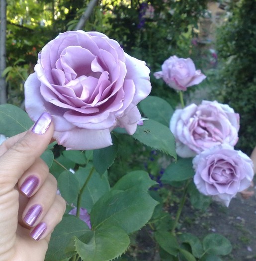 51 - TRANDAFIRII MEI