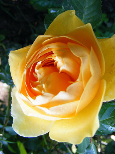 graham thomas-climber