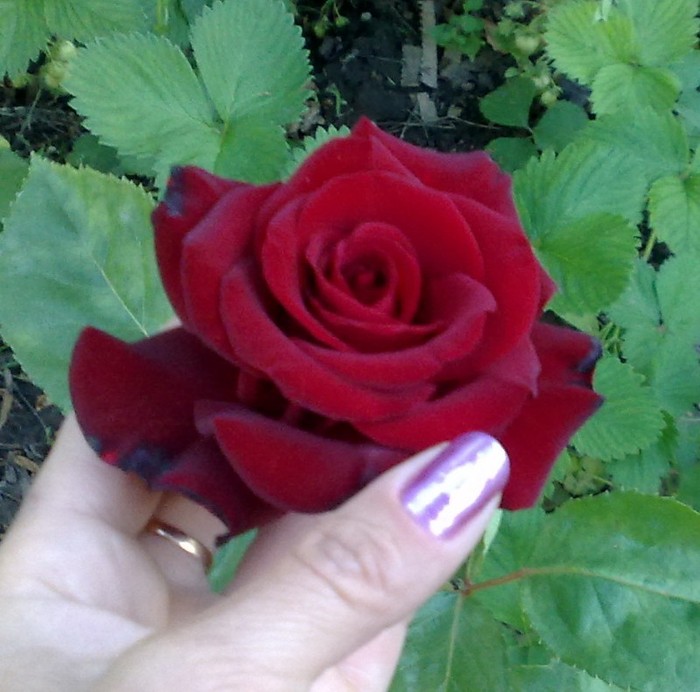 ???din butas anul 2 - TRANDAFIRII MEI