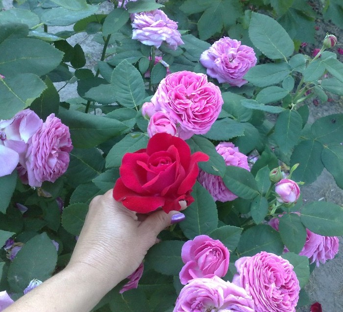 rosu alaturi de damasc