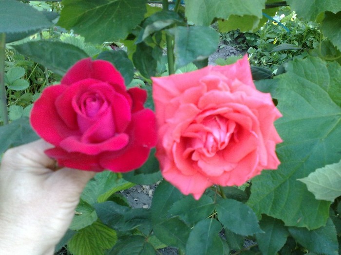 alaturi de arancio vermiglio