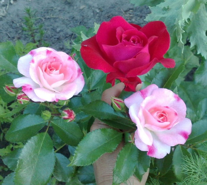 alaturi de Rosens Freising