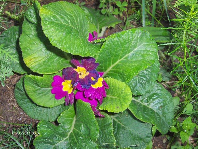 primula
