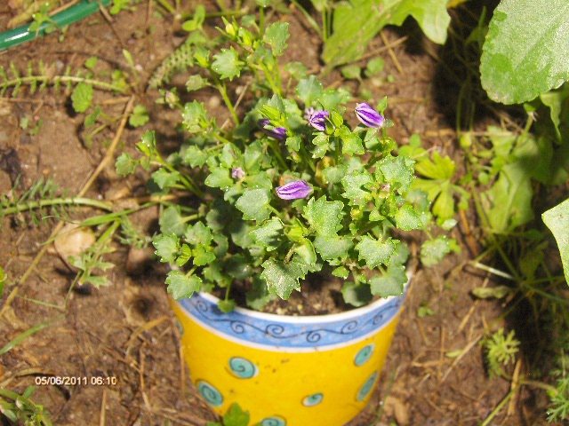 campanula ,imbobocita