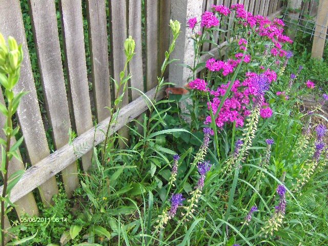crini , muscari ,garofite