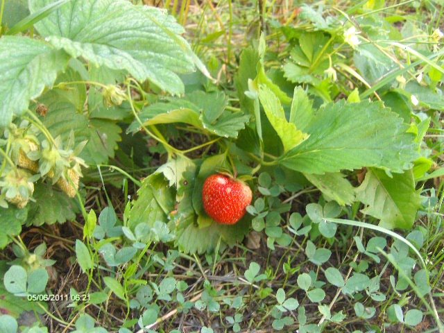 capsune; al doilea an de viata
