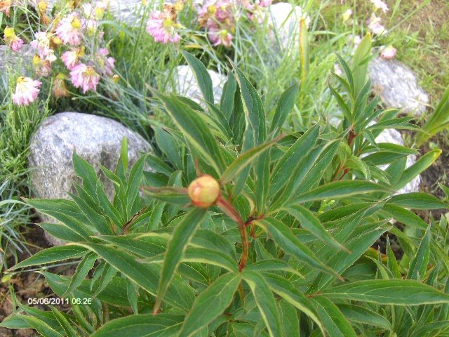 bujor - singurul boboc ramas....