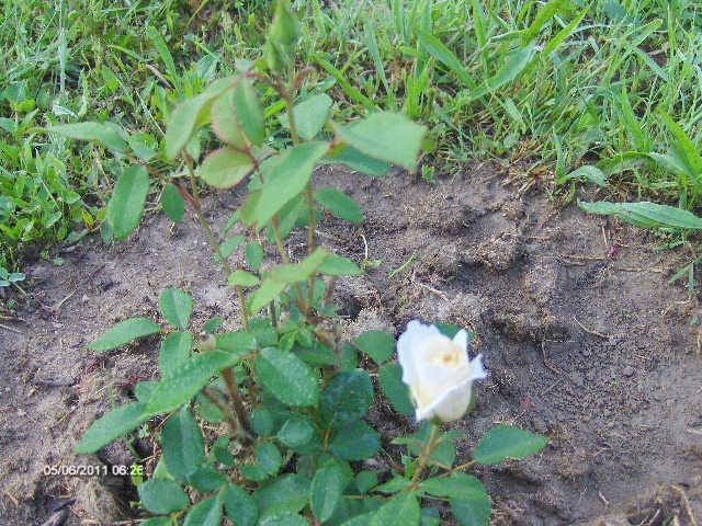 polyantha alb - 06_IUNIE