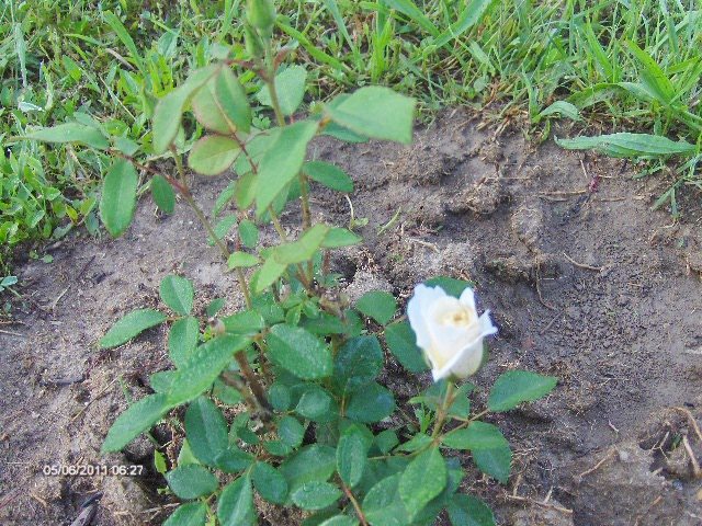polyantha alb - 06_IUNIE