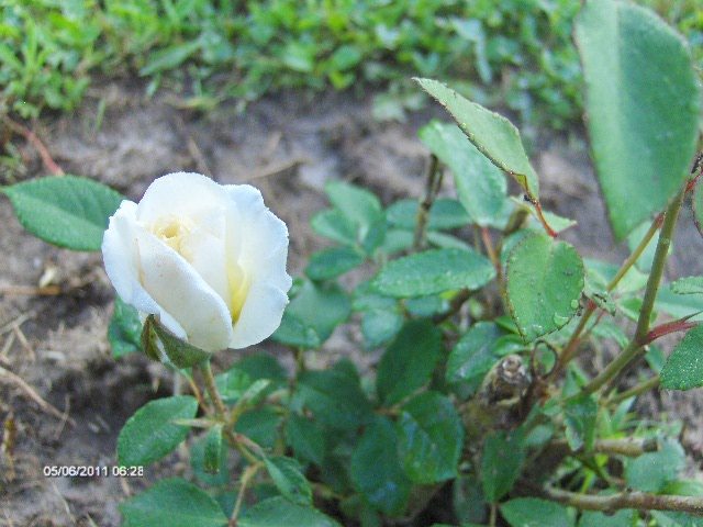 pilyantha alb; primul an de viata
